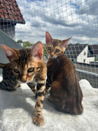 Reinrassige Bengalkitten zu verkaufen!