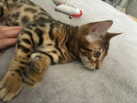 Reinrassige Bengalkitten zu verkaufen!