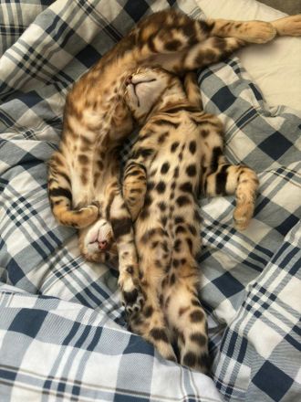 Reinrassige Bengalkitten zu verkaufen!