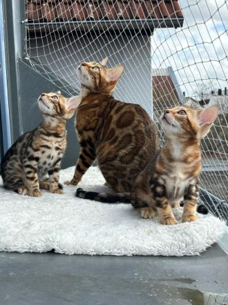 Reinrassige Bengalkitten zu verkaufen!
