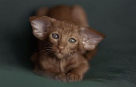 Orientalisch Kurzhaar Kitten mit Stammbaum