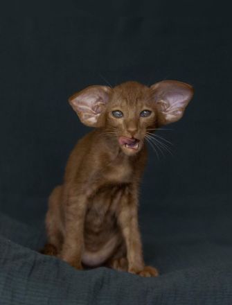 Orientalisch Kurzhaar Kitten mit Stammbaum