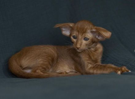 Orientalisch Kurzhaar Kitten mit Stammbaum