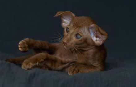 Orientalisch Kurzhaar Kitten mit Stammbaum