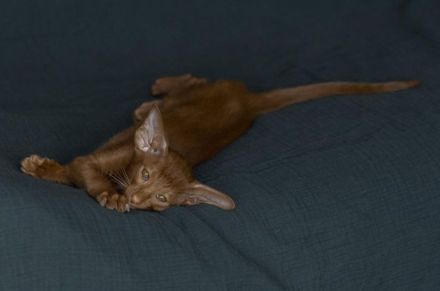 Orientalisch Kurzhaar Kitten mit Stammbaum