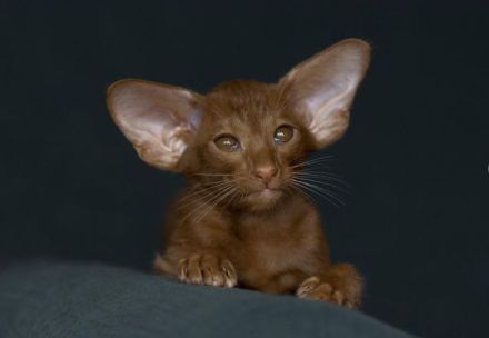 Orientalisch Kurzhaar Kitten mit Stammbaum