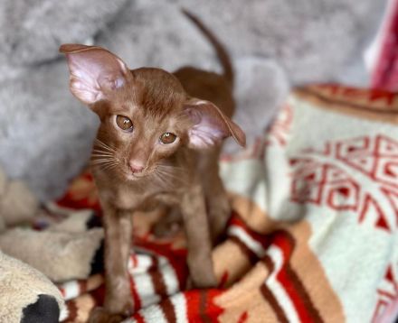 Orientalisch Kurzhaar Kitten mit Stammbaum