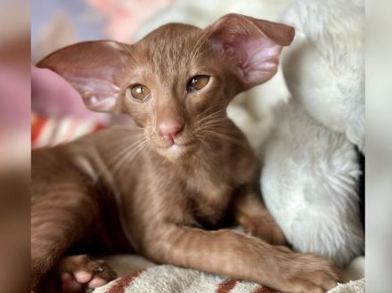 Orientalisch Kurzhaar Kitten mit Stammbaum