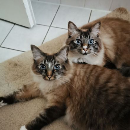 Geschwisterpaar sucht neues Zuhause (Sibirische Katze-Siam-Mix)