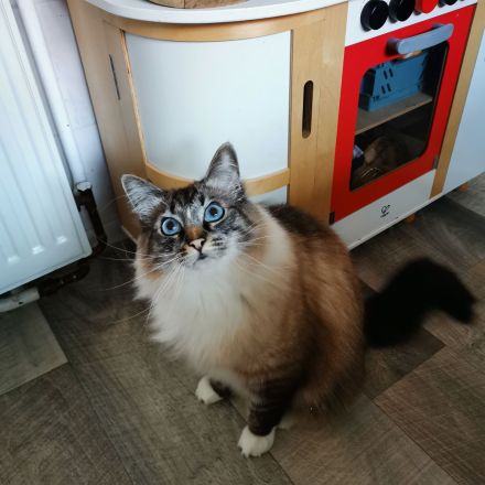 Geschwisterpaar sucht neues Zuhause (Sibirische Katze-Siam-Mix)