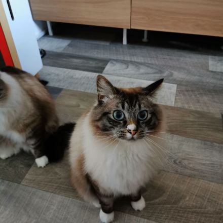 Geschwisterpaar sucht neues Zuhause (Sibirische Katze-Siam-Mix)
