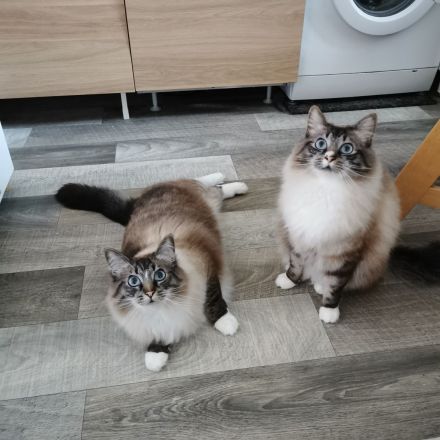 Geschwisterpaar sucht neues Zuhause (Sibirische Katze-Siam-Mix)