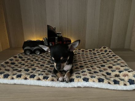 Chihuahua Welpen