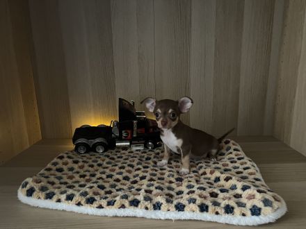Chihuahua Welpen