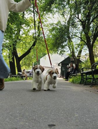 Jack Russell Terrier FCI