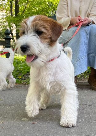 Jack Russell Terrier FCI