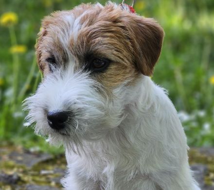 Jack Russell Terrier FCI