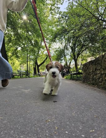 Jack Russell Terrier FCI