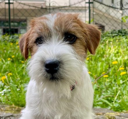 Jack Russell Terrier FCI