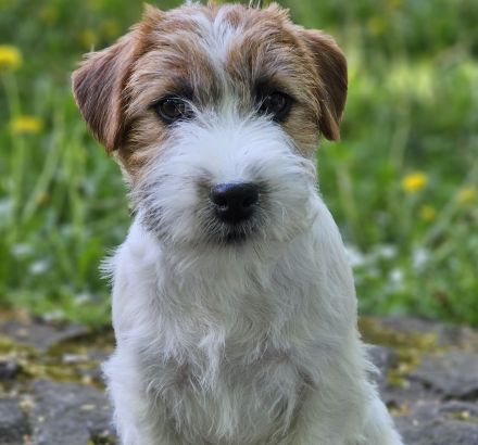 Jack Russell Terrier FCI