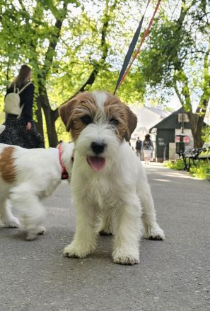 Jack Russell Terrier FCI