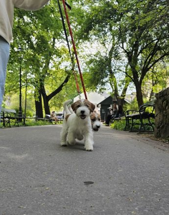 Jack Russell Terrier FCI