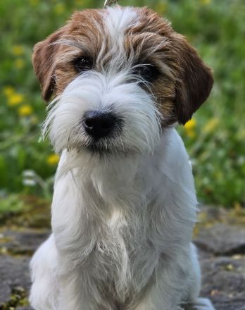 Jack Russell Terrier FCI