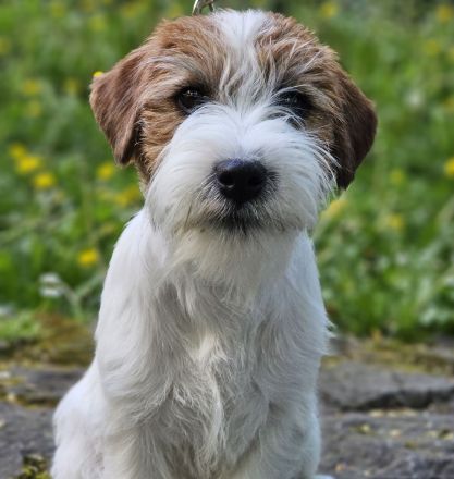 Jack Russell Terrier FCI