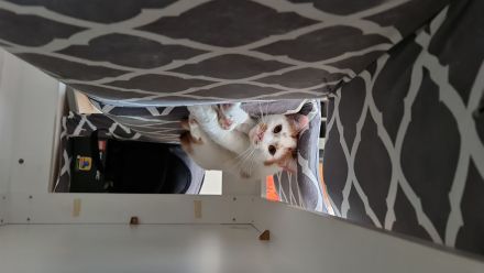 Zwei liebevolle Kater abzugeben.