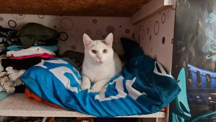 Zwei liebevolle Kater abzugeben.