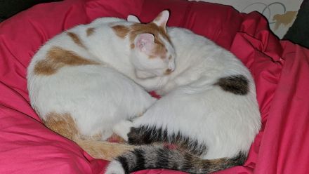 Zwei liebevolle Kater abzugeben.