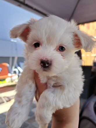 Malteser Welpe