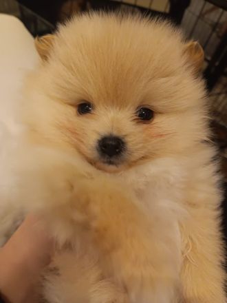 Pomerania Zwergspitz Rüden