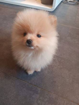 Pomerania Zwergspitz Rüden