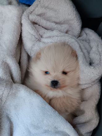 Pomerania Zwergspitz Rüden