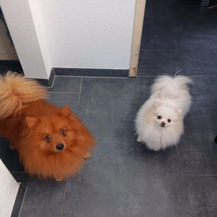 Pomerania Zwergspitz Rüden