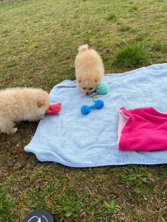 Pomerania Zwergspitz Rüden