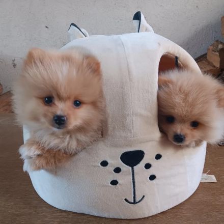 Pomerania Zwergspitz Rüden