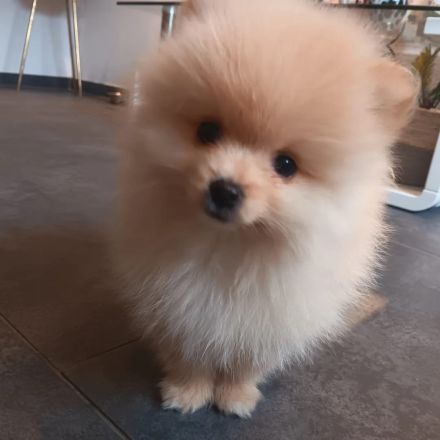 Pomerania Zwergspitz Rüden