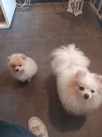 Pomerania Zwergspitz Rüden