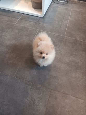 Pomerania Zwergspitz Rüden