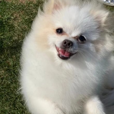 Pomerania Zwergspitz Rüden