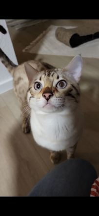 Bengal snow lynx point Kater