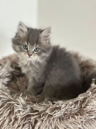 Reinrassige BKH-Kitten suchen ein neues liebevolle Zuhause