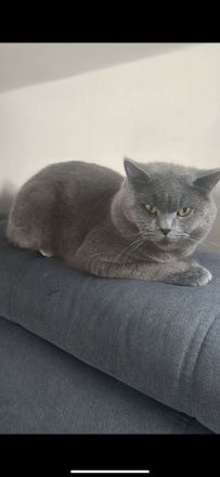 Reinrassige BKH-Kitten suchen ein neues liebevolle Zuhause