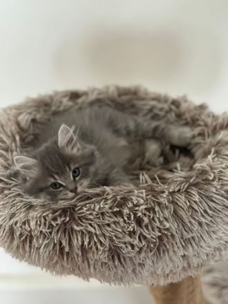 Reinrassige BKH-Kitten suchen ein neues liebevolle Zuhause