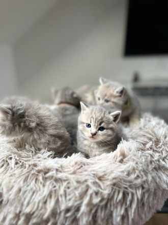 Reinrassige BKH-Kitten suchen ein neues liebevolle Zuhause