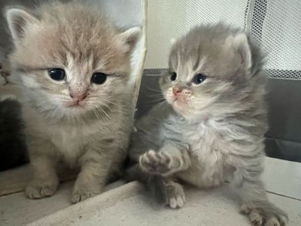 Reinrassige BKH-Kitten suchen ein neues liebevolle Zuhause