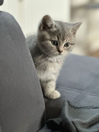 Reinrassige BKH-Kitten suchen ein neues liebevolle Zuhause