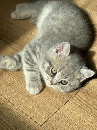 Reinrassige BKH-Kitten suchen ein neues liebevolle Zuhause